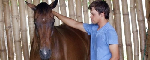 Healing with Horses